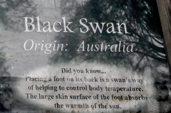 sign about the Black Australian Swans